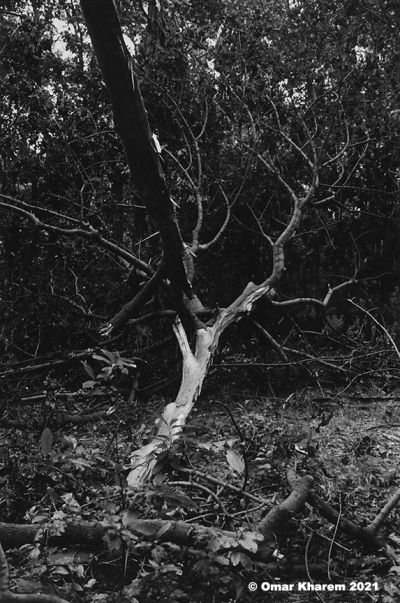 fallen_tree_