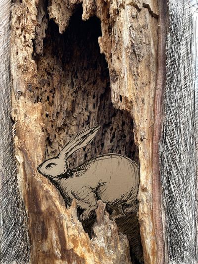 weidele-hare-lair