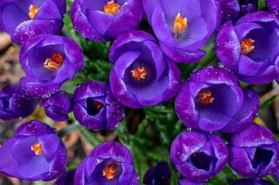 suttlehan-colors_of_spring-_1