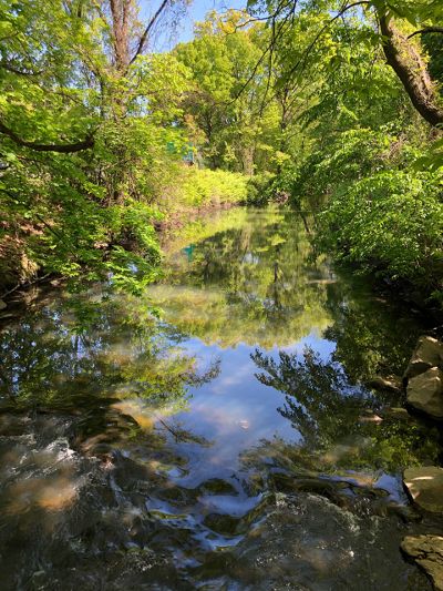chalfant_member_exhibit_bronx_river_in_lush_green_