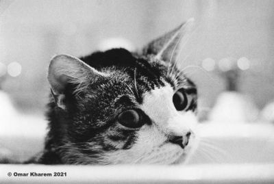 to_a_cat_