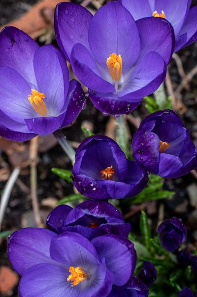 suttlehan-colors_of_spring-_2