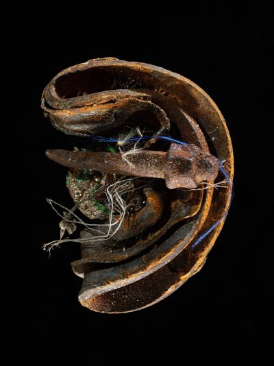 olsson_embryo_02