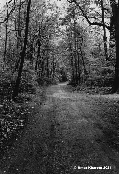 the_enchanted_pathway_