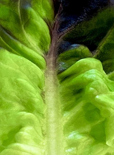 romanowetzel_colorsofspring_4
