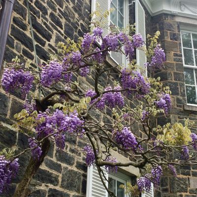 marum_colorsofspring_4