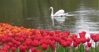 marum_colorsofspring_2
