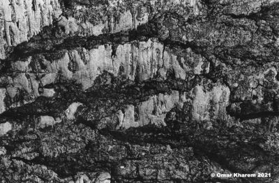 tree_bark_