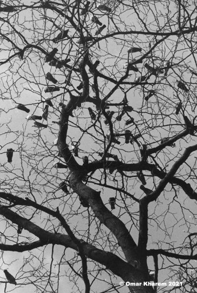 birds_