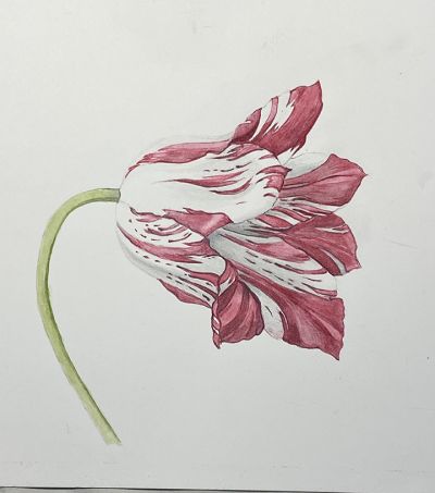 cordero_2
