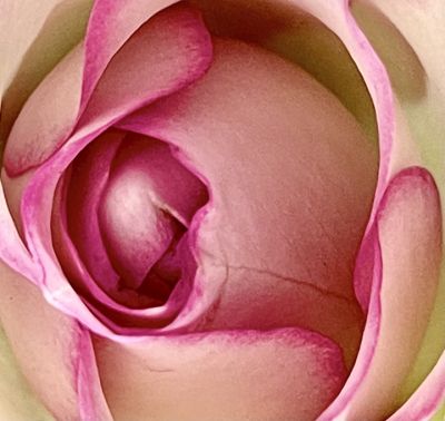 romanowetzel_colorsofspring_6