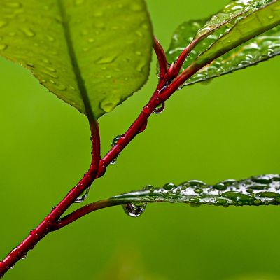suttlehan-colors_of_spring-_3