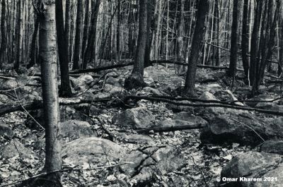 trees_