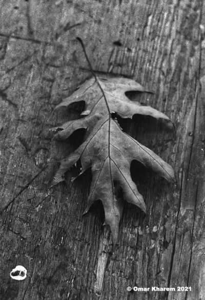 the_leaf_copy