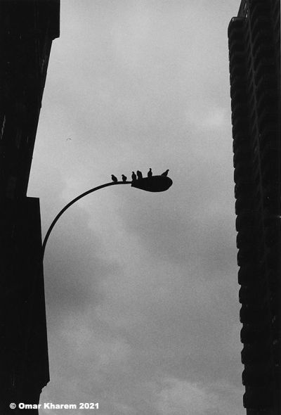 _seven_city_birds_
