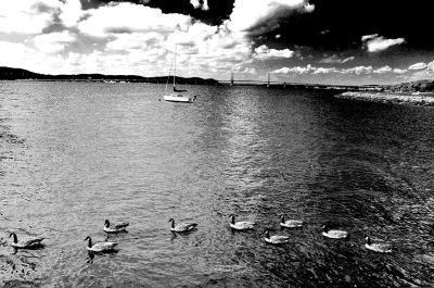 wittlin-sm_geese_boat_and_bridge