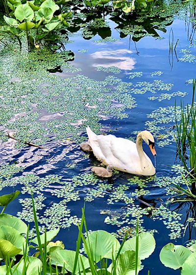 schwartz-montesinos_swan_and_signets