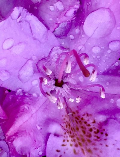 romanowetzel_colorsofspring_1