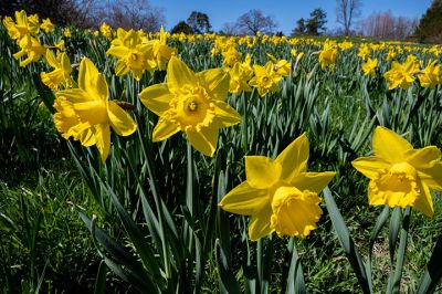 suttlehan-colors_of_spring-_4